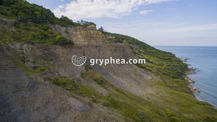 Falaise des Vaches Noires (Calvados) - gryphea.org